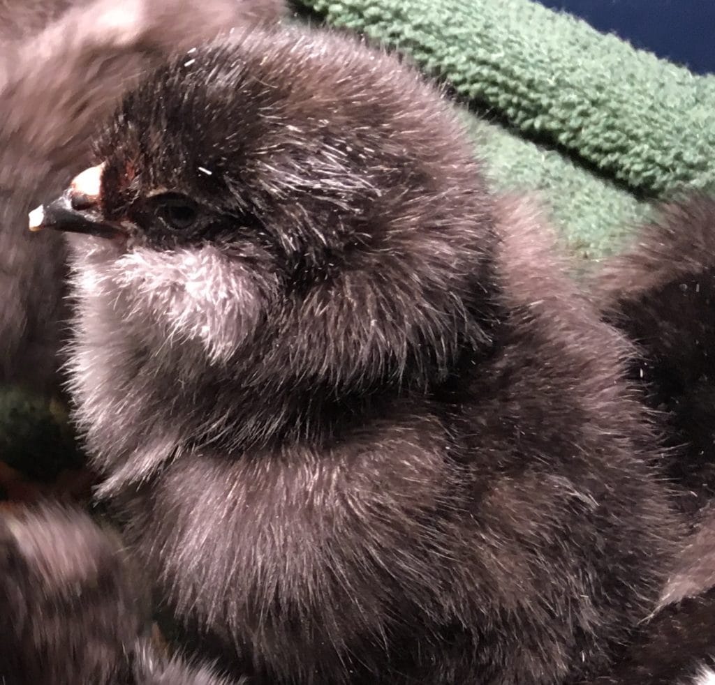 easter egger olive egger chicks hatched hobbit hill hatchery