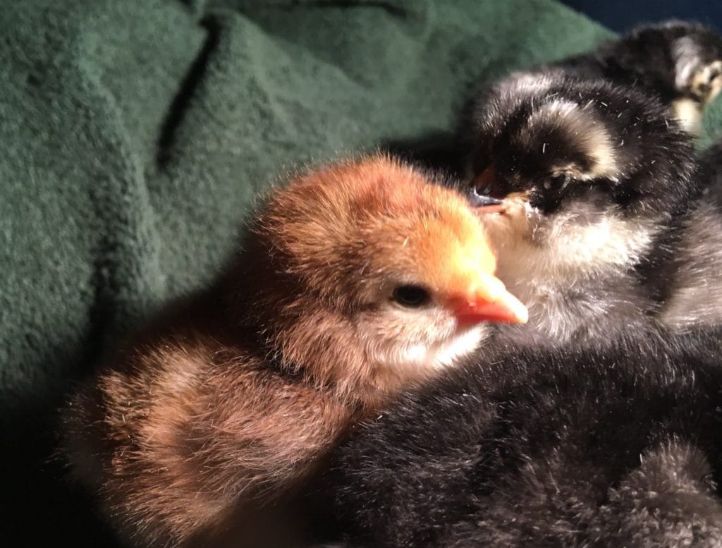 easter egger olive egger chicks hatched hobbit hill hatchery