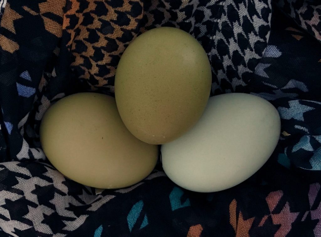 olive egger green eggs