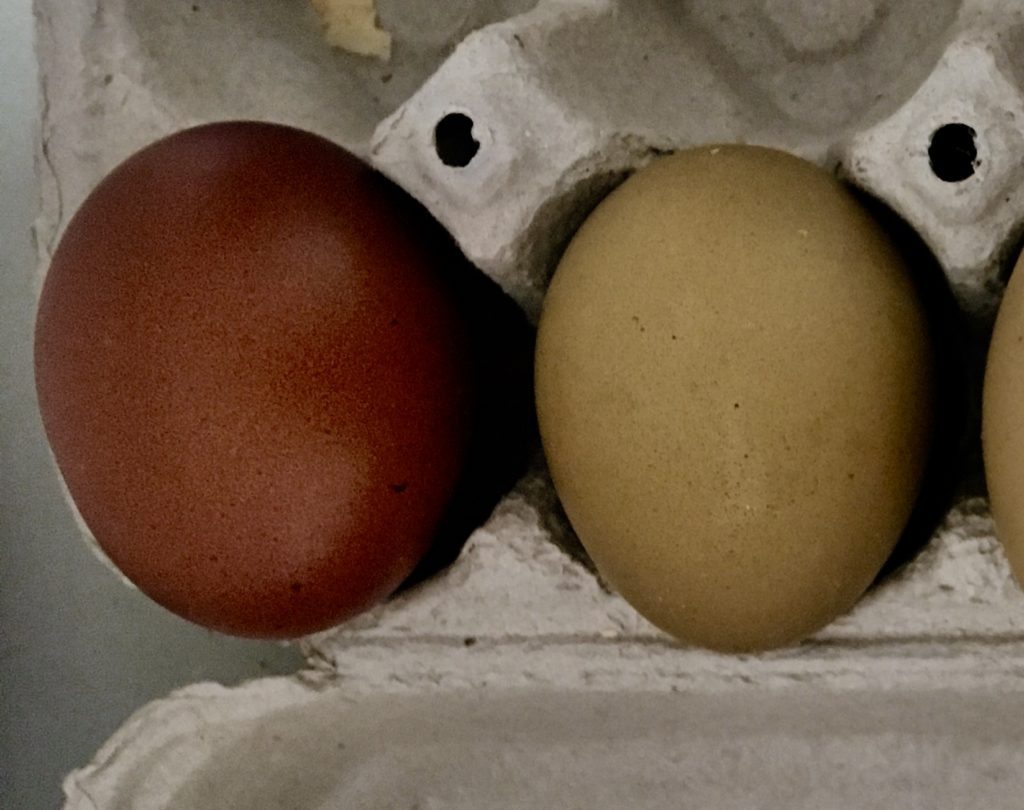 maran and olive egger hatching eggs