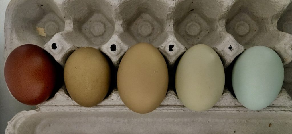 maran, olive egger, sage egger, moss egger, aqua egger, easter egger, ameraucana