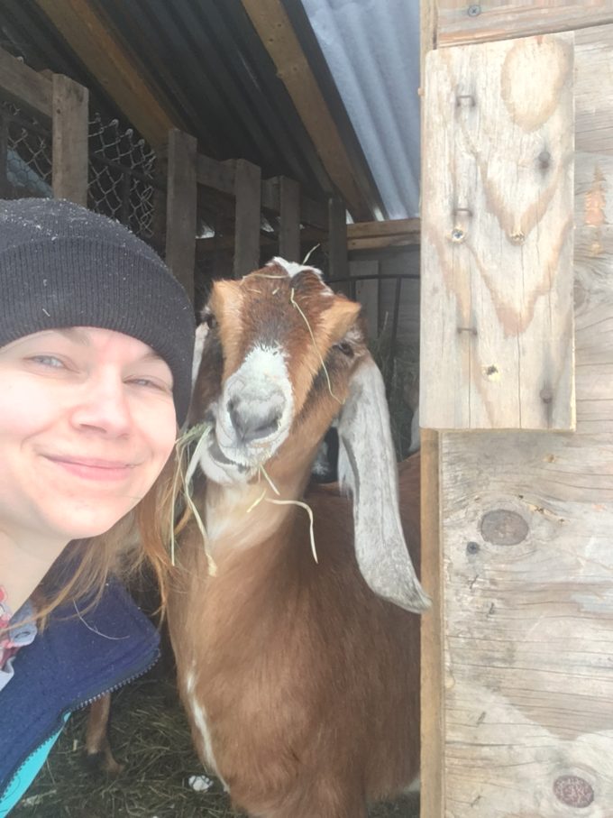 easy girl goat nubian at wheaton mountain farm with mandy wheaton in maine doelings for sale ADGA