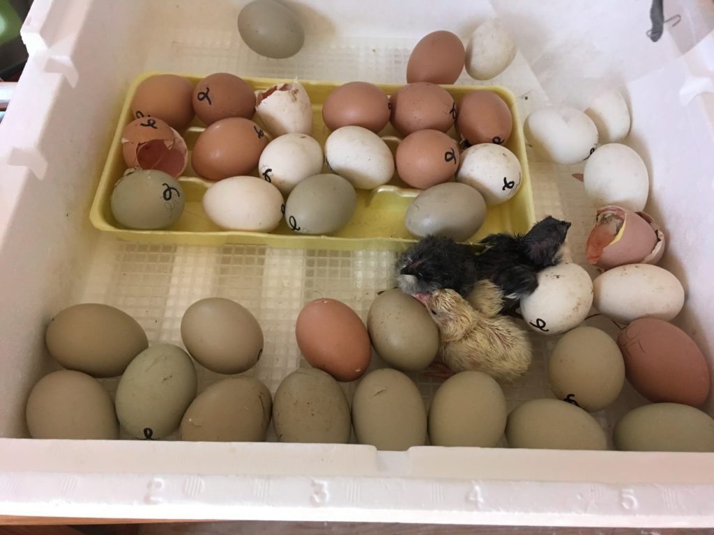 Olive Egger Day-Old Chicks - Wheaton Farm & Homesteading