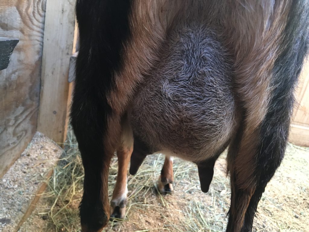 apple nubian goat doelings for sale in maine wheaton mountain dairy farm