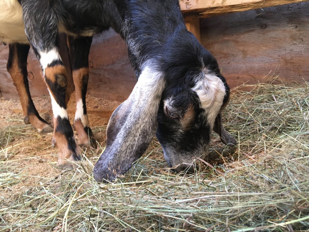 Second freshening nubian udder wheaton mountain farm in bucksport maine doe doelings for sale Nubian