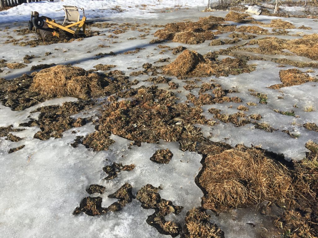 ice over where the garden expansion will be over lumps of rabbit manure wheaton mountain farm