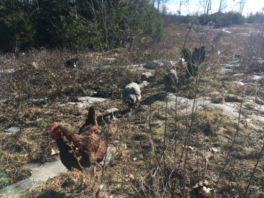 Easter Egger and Ameraucna flock in maine early spring mud season april free range in tall grass