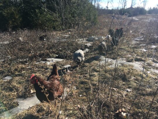 Magical Sinkholes 2 Easter Egger and Ameraucna flock in maine early spring mud season april free range in tall grass