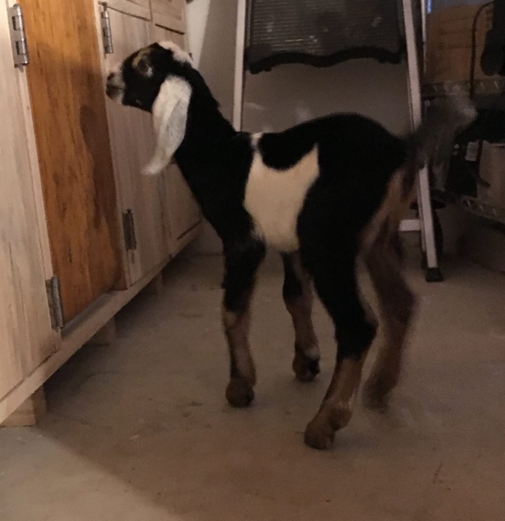 little lucy-lu nubian dairy goats for sale doelings in bucsport maine bangor central maine dairy goat ADGA registered doeling for sale