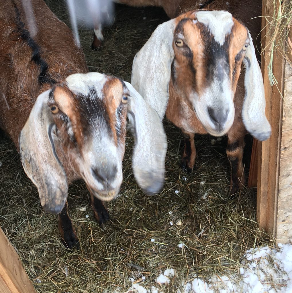 snow and noel at wheaton mountain farm dairy goats for sale in maine nubian ADGA registered doe doeling kids bottle baby  