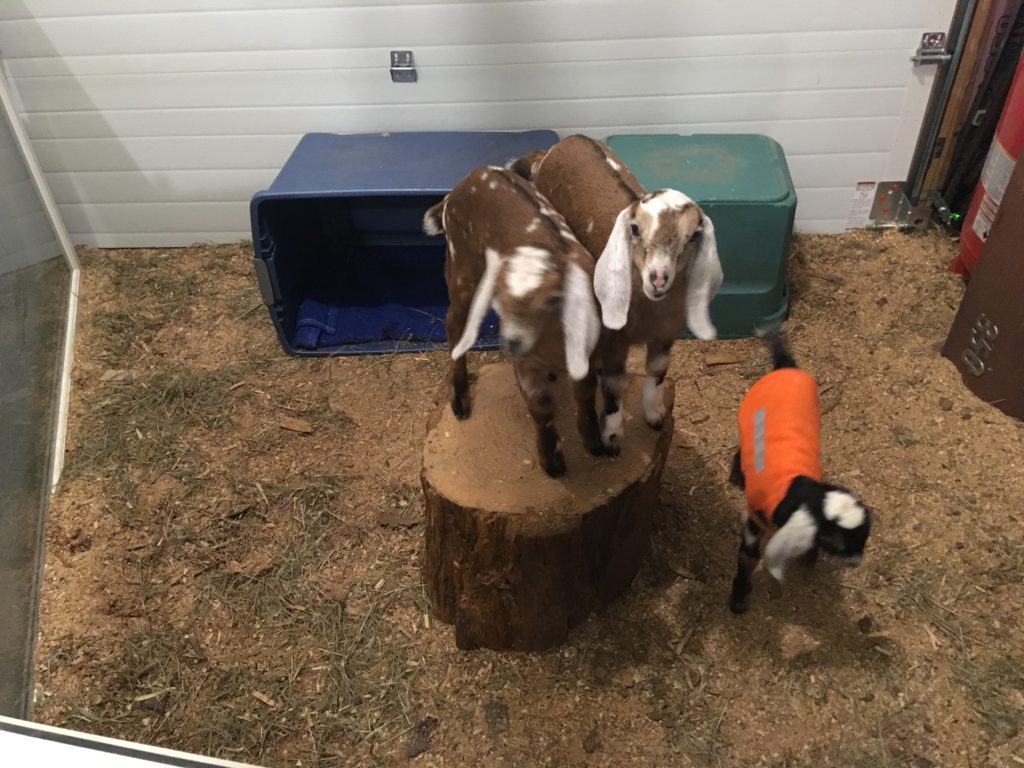 lucy pearl ruby hop on a log in the kidding kid goat baby pen bottle baby nubian doeling kid for sale in maine