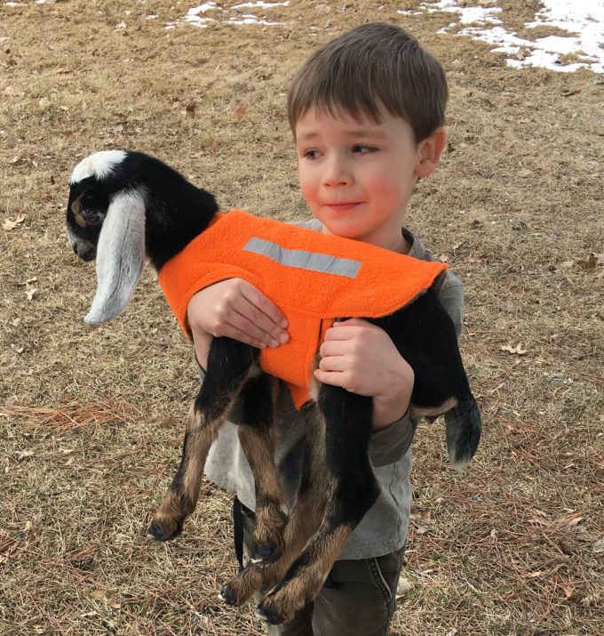 danny ray pelletier holding goar kid baby goat nubian kid bottle baby doeling buckling for sale in maine wheaton mountain farm dairy