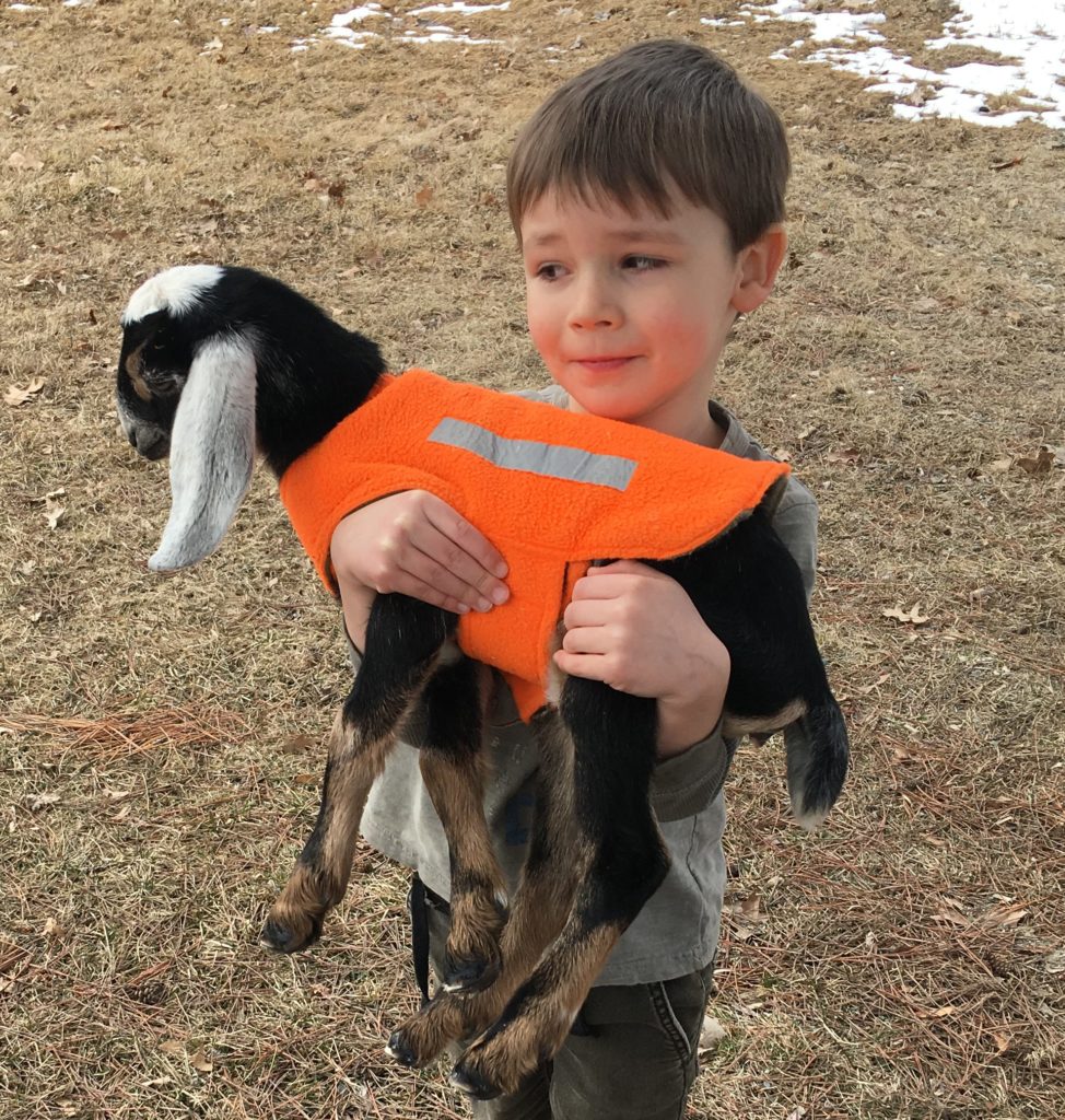 danny ray pelletier holding goat kid baby goat nubian kid bottle baby doeling buckling in maine wheaton mountain farm dairy