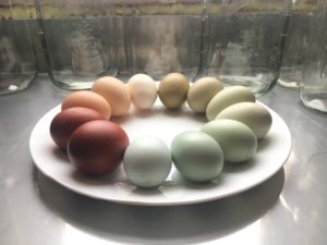 colorful eggs rainbow basket easter olive egger maran ameraucana layers laying hens who lay blue eggs