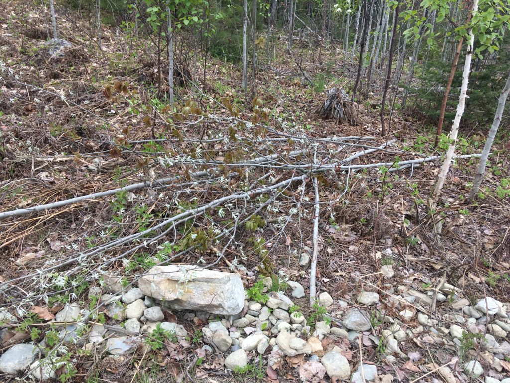 saplings that blocked light from the garden wheaton mountain farm