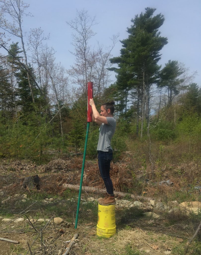 wheaton mountain farms master gardener erin chasson bucksport maine 