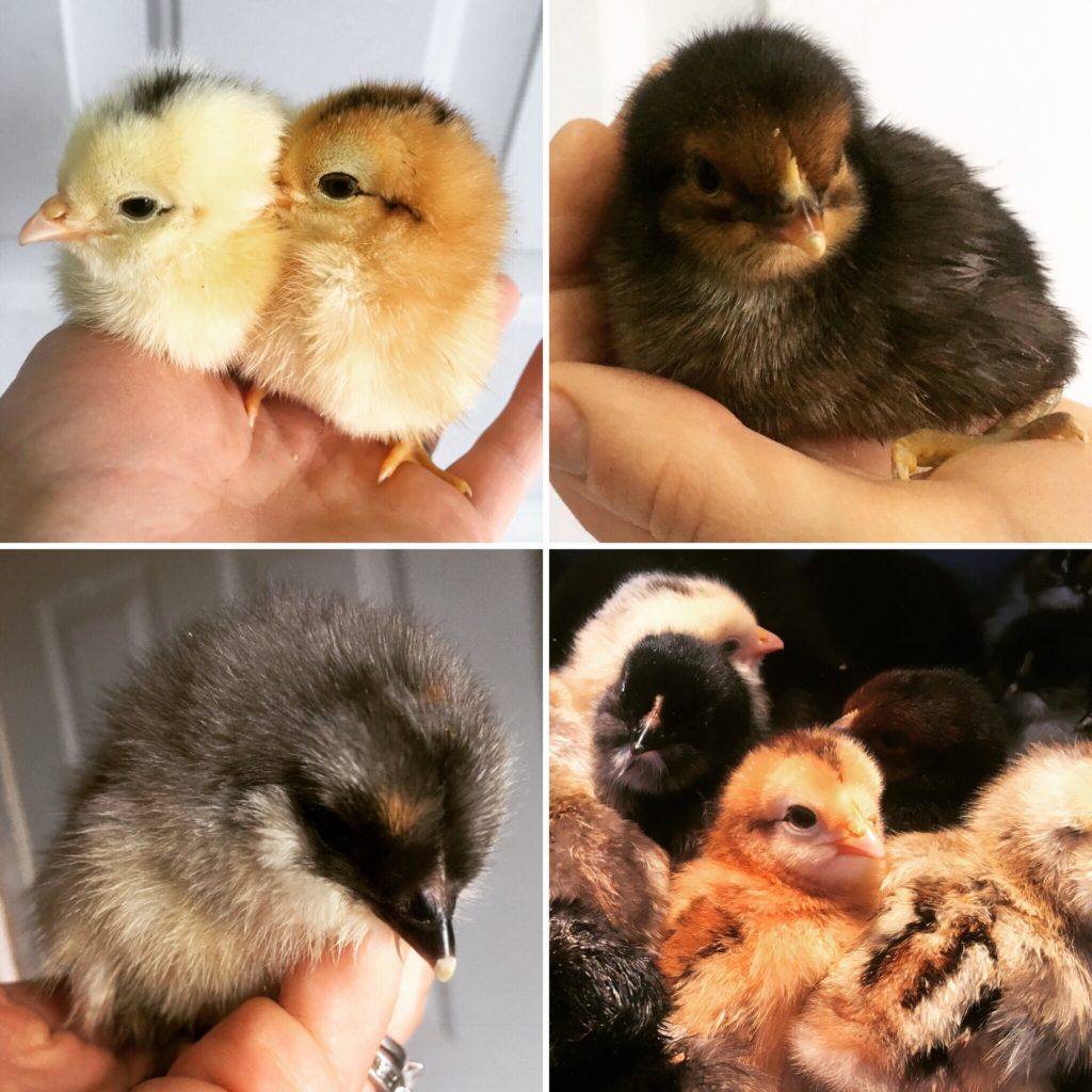 olive egger day-old chicks