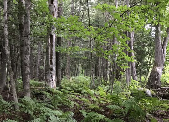 Mushrooms and Life 11