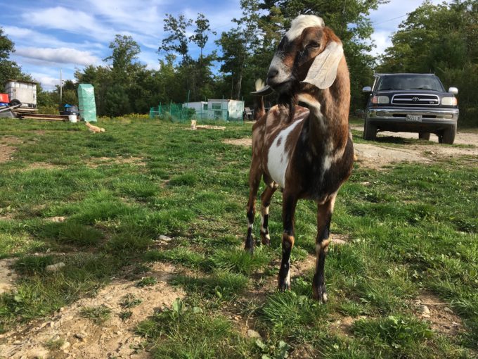 Fireball nubian dairy goat stud service bucksport, maine wheaton mountain dairy goats