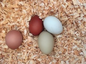 colorful hatching eggs fertile olive green eggs blue ameraucana easter egger olive egger marans