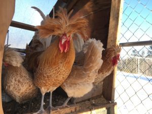 buff laced polish chickens in maine with crests and fancy laced chickens  handsome rooster and hen trio buff polish pullets 