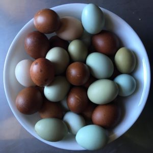 A bowl of naturally colorful eggs laid by marans, ameraucana, Olive Egger and Crested white laced buff Polish