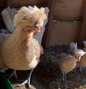 buff laced polish chickens in maine with crests and fancy laced chickens  make great mothers 