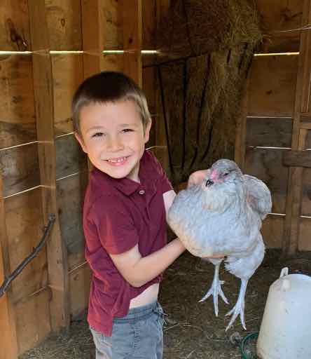 danny pelletier bucksport maine wheaton mountain farm lavender ameraucana