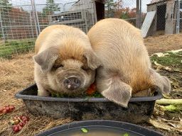 kunekune in maine