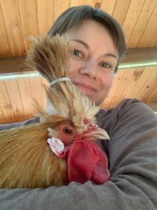 buff laced polish chickens in maine with crests and fancy laced chickens mandy wheaton chicken breeder of crested chickens 