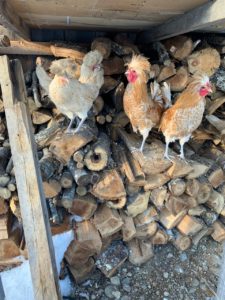 buff laced polish chickens in maine with crests and fancy laced chickens on a woodpile 