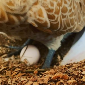 buff laced polish chickens in maine with crests and fancy laced chickens 