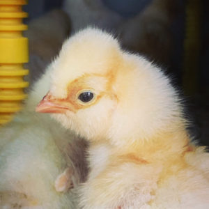 buff laced polish chickens in maine polish hatching eggs crested chickens with lacing
white laced buff polish wheaton mountain farm crested chickens top hat feathered head laced feathers