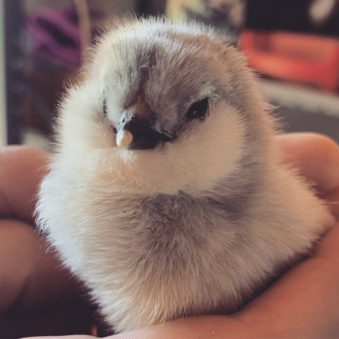 Wheaton Mountain Farm lavender ameraucana self-blue chicks for sale in maine