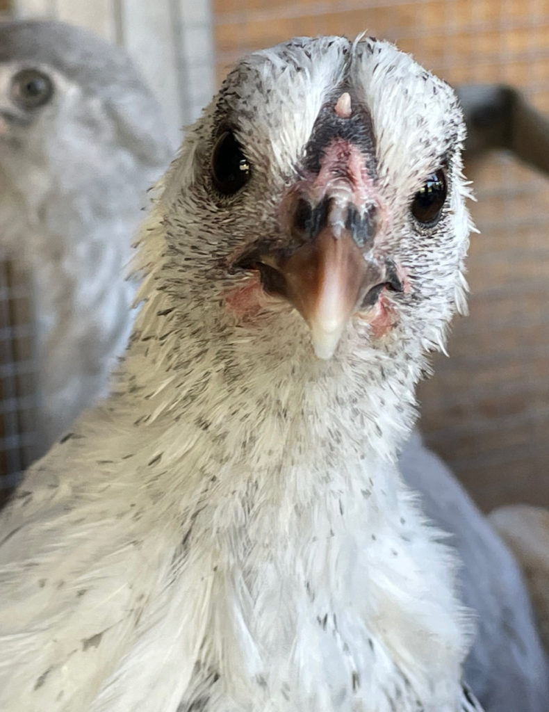 what does a deathlayer pullet look like?  Young, checkered Deathlayer cockerels grow into a regal roosters as their iridescent green-checked tail plumage comes in. Deathlayer chickens are easy to sex relatively young given the rooster's brilliant red distinctive spiked rose type comb