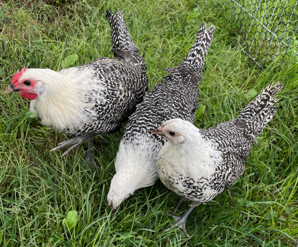 deathlayer chicks in maine wheaton mountain farm bucksport hatching eggs for sale