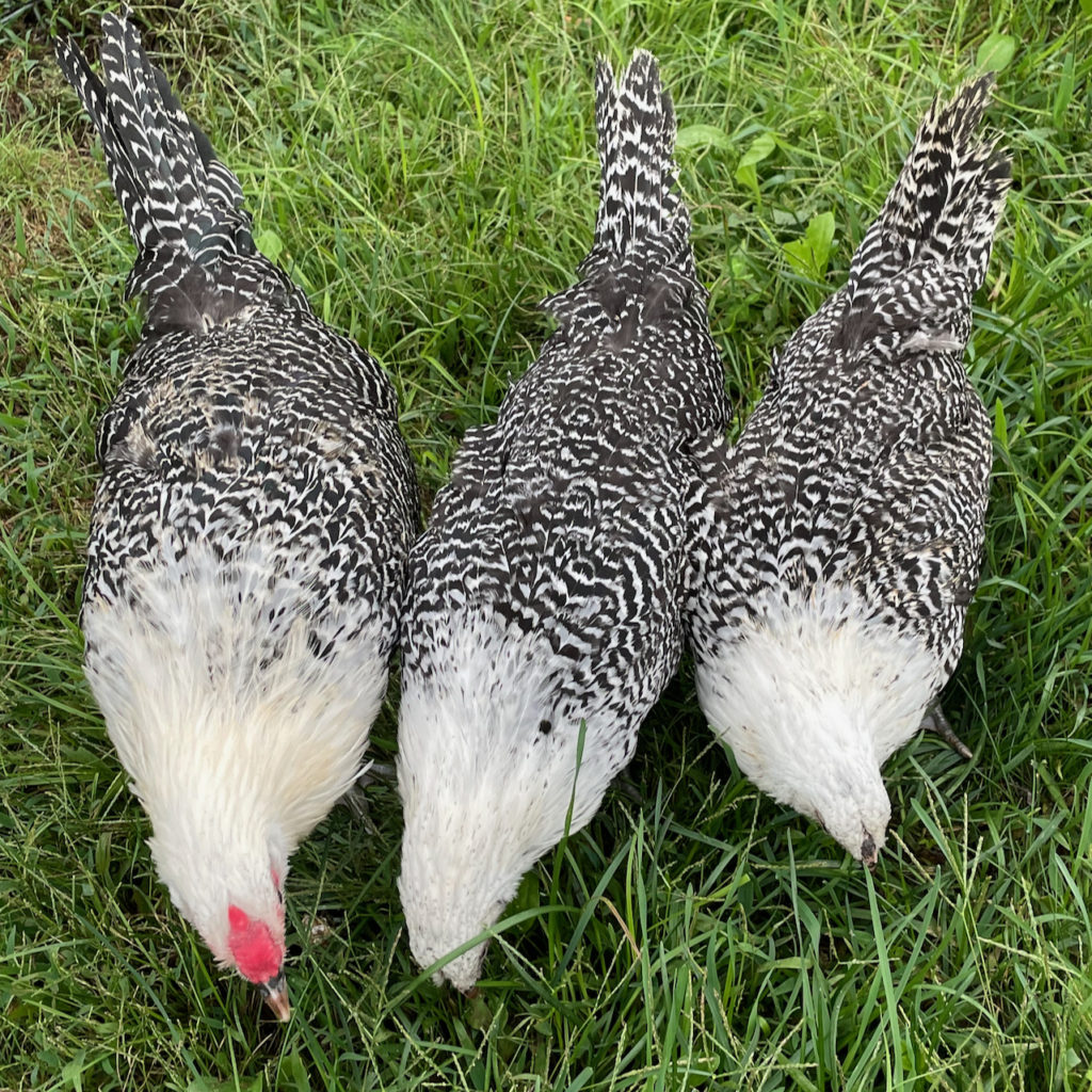 deathlayers hatching eggs for sale shipped in maine. Young, checkered Deathlayer cockerels grow into a regal roosters as their iridescent green-checked tail plumage comes in. Deathlayer chickens are easy to sex relatively young given the rooster's brilliant red distinctive spiked rose type comb