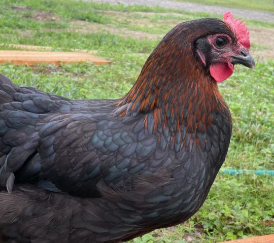 black copper maran wheaton mountain farm maine hatching eggs chocolate chicken eggs