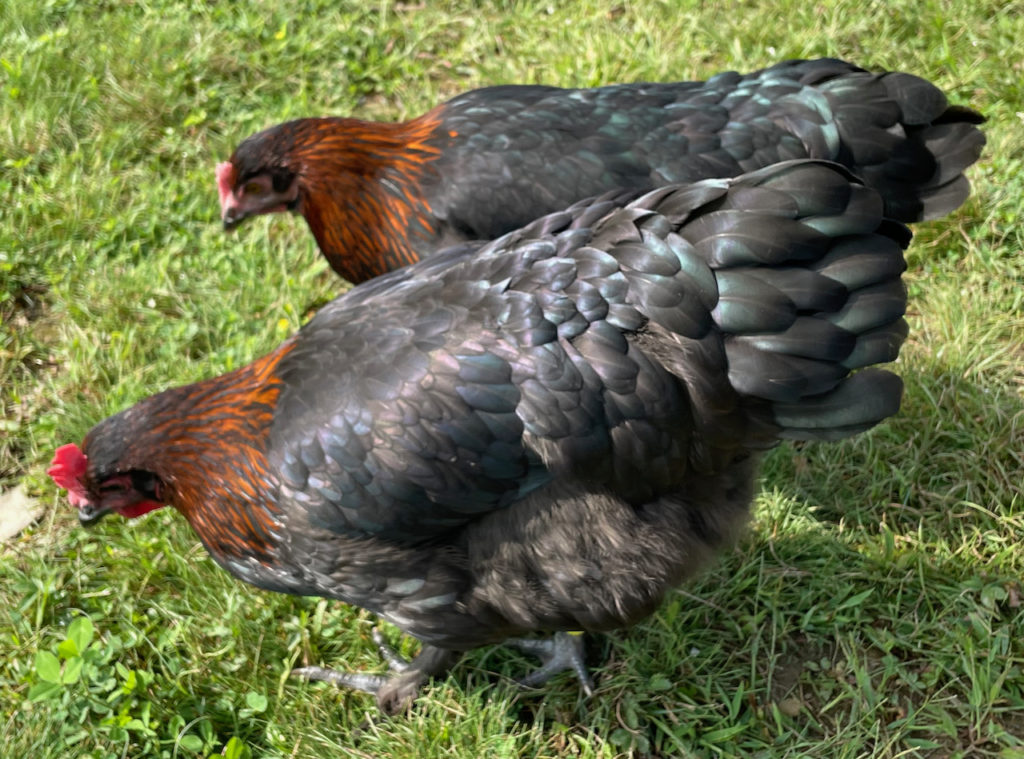 black copper marans hens pullets darkest hatching eggs for sale shipped wheaton mountain farm maine