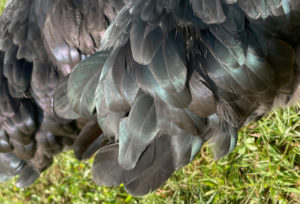 what do black copper maran hens look like?