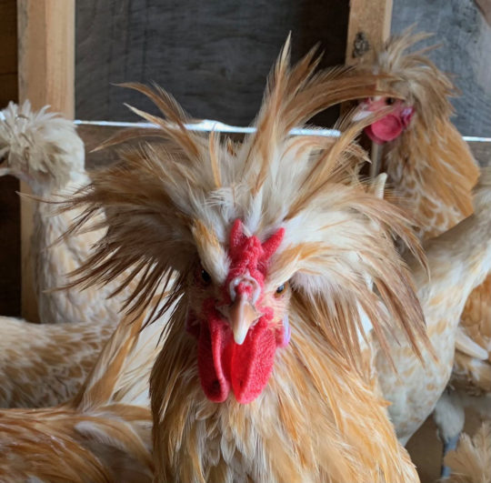 buff laced polish chickens in maine polish hatching eggs crested chickens with lacing white laced buff polish chickens hatching eggs shipped