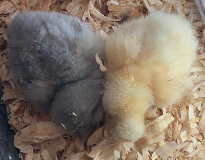 Whearon mountain farm hatchery chicks for sale in maine