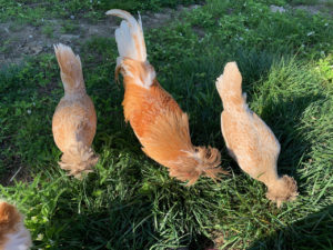 buff laced polish chickens in maine polish hatching eggs crested chickens with lacing
white laced buff polish chickens for sale in maine