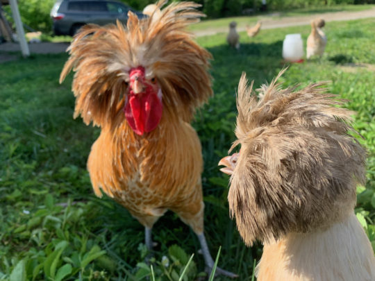 white laced buff polish rooster top hat crested chicken breeds