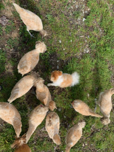 buff laced polish chickens in maine polish hatching eggs crested chickens with lacing  buff laced polish chickens with chip the chicken dog pomeranian