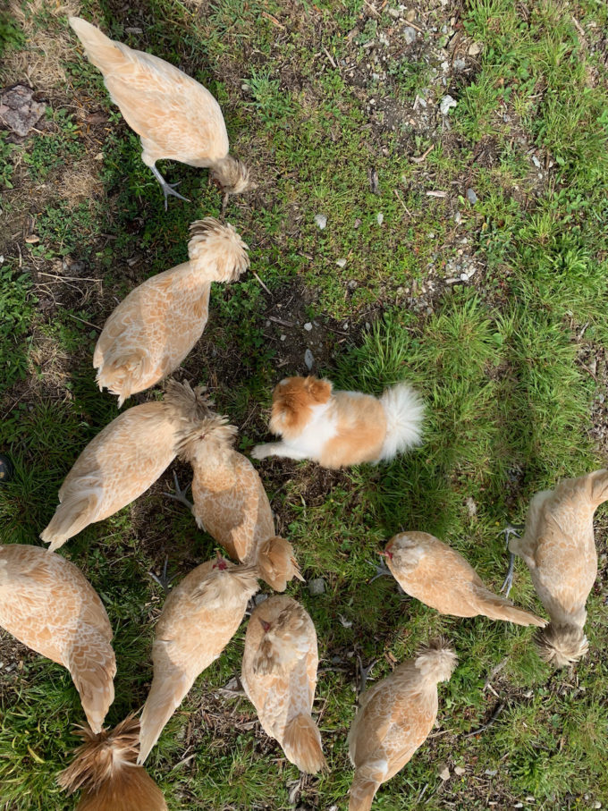 buff laced polish chickens in maine polish hatching eggs crested chickens with lacing buff laced polish chickens with chip the chicken dog pomeranian