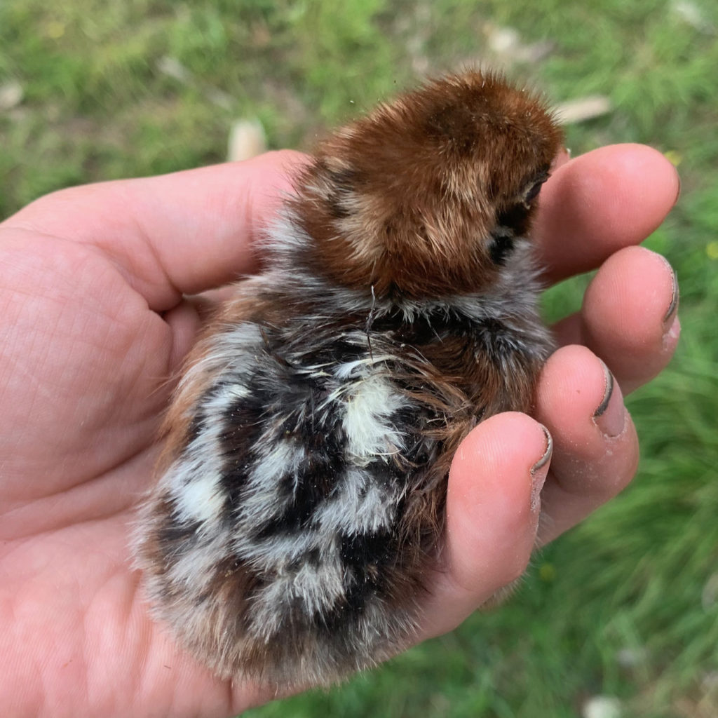 deathlayer chicks in maine wheaton mountain farm bucksport hatching eggs for sale In summary, how to calculate hatch rates