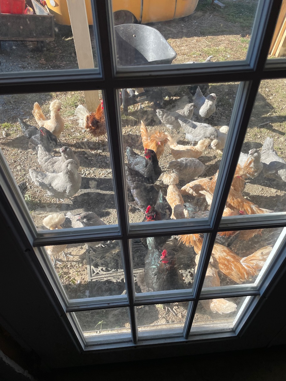 chickens wait outside the door