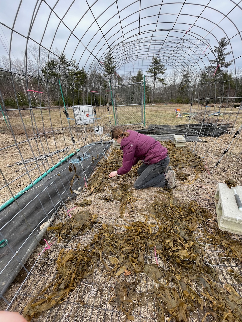 how to use seaweed mulch in your high tunnel hoop house