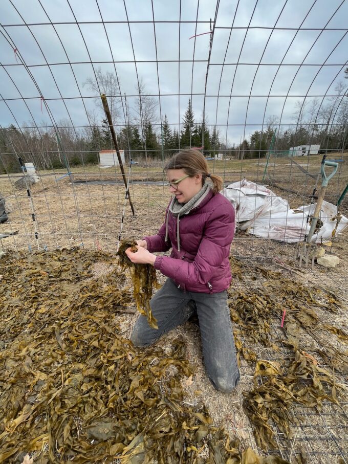 mandy wheaton building a cattle panel high tunnel hoop house seaweed makes excellent garden mulch